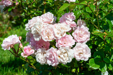 low hanging pink rose bush branch and grass