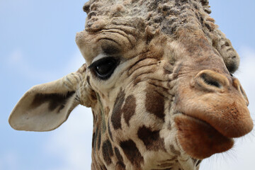 Giraffe face super close up 