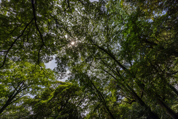 Fototapeta premium 都心散歩 酷暑の浜離宮恩賜公園あたり