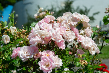 fast fading pink rose bush 