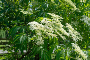 old elderberry bush in bloom