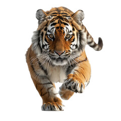 Obraz premium A Tiger isolated on a transparent background for web, banner, wallpaper