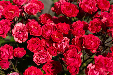 close-up of red miniature cluster roses