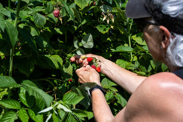 Senior caucasian woman with gray hair picking ripe red Tulameen raspberies in a u-pick farm field on a sunny day, nutritious organic fruit, part of heathy lifestyle and diet
