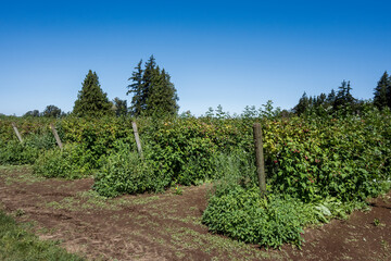 Rows of tulameen variety raspberry bushes loaded with ripe red raspberries on a u-pick farm on a sunny summer day
