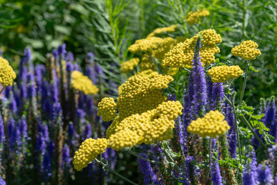 achillea or yellow yarrow and purple veronica flower spikes in summer