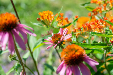 defocused close-up of Echinacea purpurea and butterfly milkweed (Asclepias tuberosa)