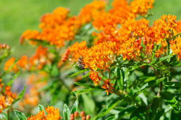 bee on Asclepias tuberosa known as butterfly milkweed in hard sunlight