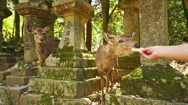 Feeding deer crackers the Nara deer at Kasuga taisha shrine approach