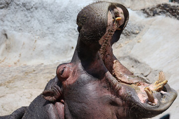 hippopotamus in water