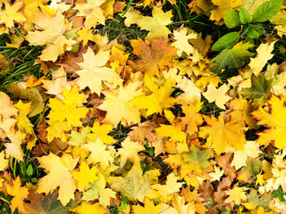 Background of yellow and green fallen maple leaves