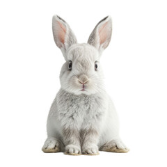 Obraz premium White bunny isolated on a transparent background for web, banner, wallpaper