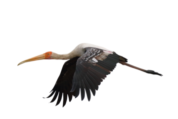 Beautiful Painted Stork flying isolated on transparent background png file	
