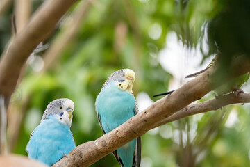 Beautiful parrot in the morning Raising parrots in Thailand