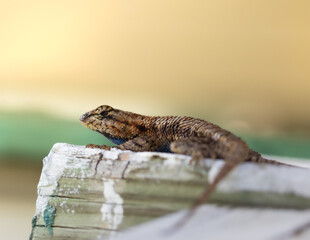 Spiny Lizard