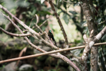 Hummingbird Resting on Branch in Ecuador