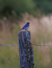 blue bird on a branch