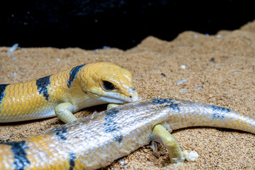 ピーターズバンデッドスキンク