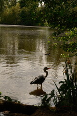 Heron in the Hampstead pond marshes