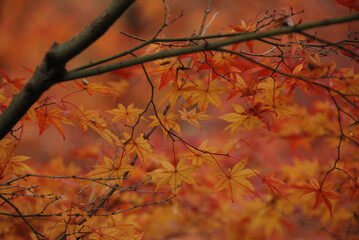 Red autumn leaves in the forest / 日本庭園の鮮やかな紅葉 @古都京都