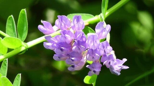 【山野草】ツルフジバカマ（蔓藤袴）：Vicia amoena　240627-1