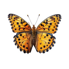 A Butterfly isolated on a transparent background for web, banner, wallpaper