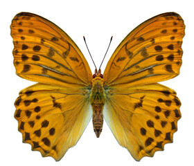 damora sagana, beautiful butterfly in natural color isolated on white background with clipping path