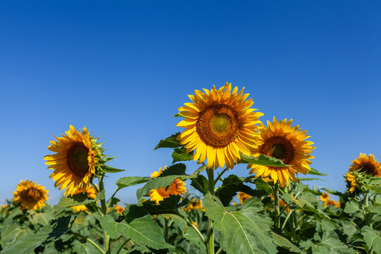 Huge bright yellow sunflowers on farm with pollen falling on green leaves