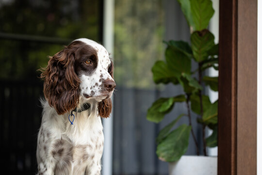 Relaxed Springer Spaniel sitting on porch of house