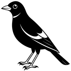 Minimalist Myna icon silhouette vector illustration