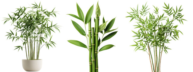 A collection of different types of bamboo plants, showcasing vibrant green foliage and various growth forms in a clear background.