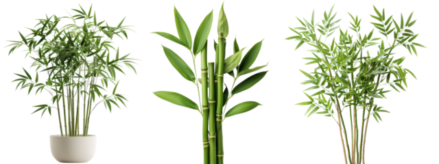 A collection of different types of bamboo plants, showcasing vibrant green foliage and various growth forms in a clear background.