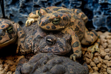 ナンブヒキガエルのマクロ