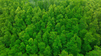 Naklejka premium aerial view of fog and dark green forest Rich natural ecosystem, rainforest, natural forest conservation concept 