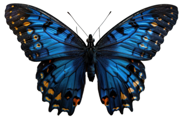 Beautiful butterfly isolated on a transparent background for web, banner, wallpaper