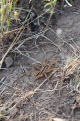 wolf spider on ground in grass