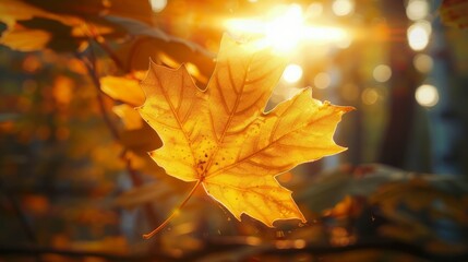 Obraz premium Golden Hour in the Forest: Suspended Maple Leaf Illuminated by a Sunbeam, Delicate Veins Creating a Visual Spectacle