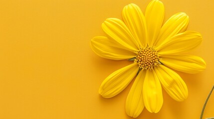 Obraz premium Bright yellow daisy on a vibrant yellow background, emphasizing the beauty of nature.