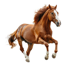 Obraz premium A horse isolated on a transparent background for web, banner, wallpaper