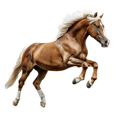 Obraz premium A horse isolated on a transparent background for web, banner, wallpaper