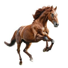Obraz premium A horse isolated on a transparent background for web, banner, wallpaper
