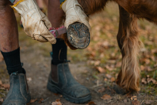 Farrier holding up horse's foot to display shoe