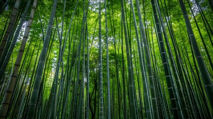 竹林の風景