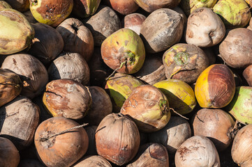 pile of ripe coconuts