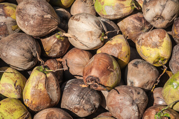 pile of ripe coconuts