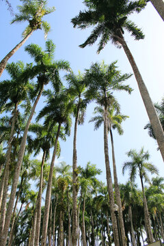 Vertical shot of palm tree tops
