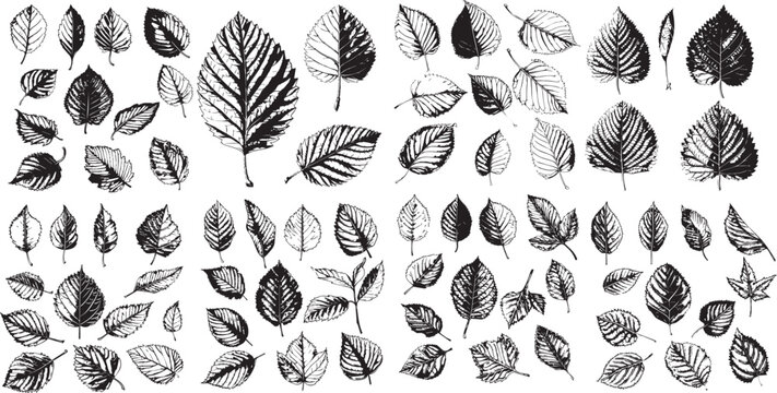 alder leaf silhouettes