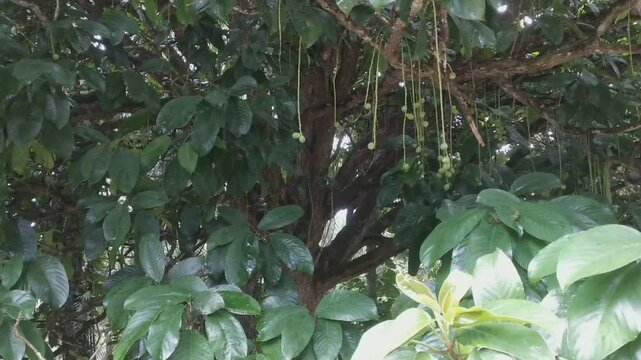 Baccaurea motleyana or rambai and rambi, and in Thai language mafai-farang unripe fruits on tree close-up. photo taken in malaysia, southeast asia