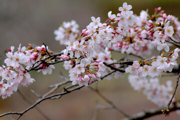 cherry blossom