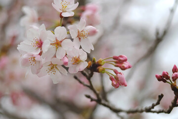 cherry blossom